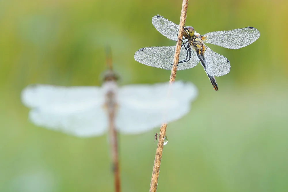 Sympetrum danae