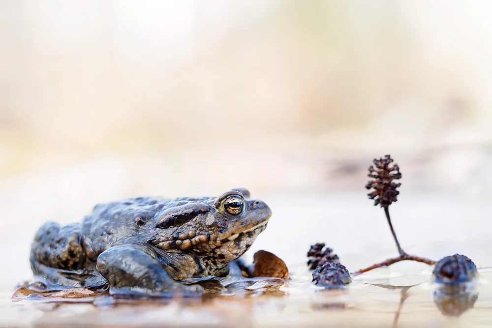 Bufo bufo