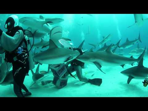Bahamas_FinForward