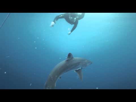 Blue/Mako Shark Diving