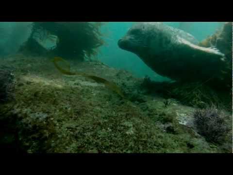 Harbor Seal 2/2012