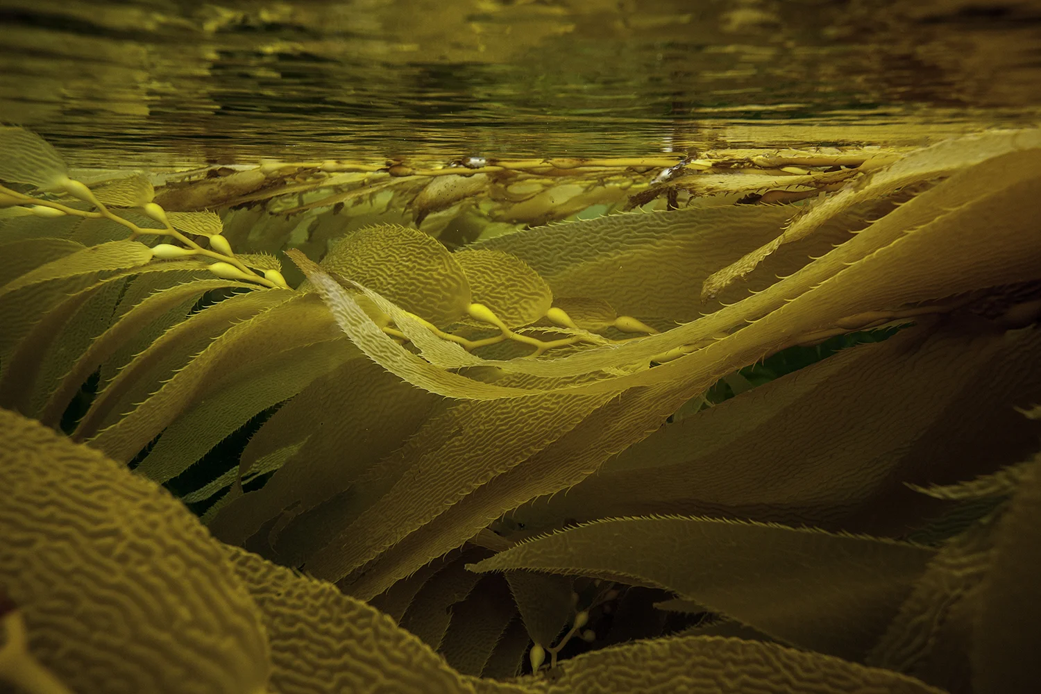 Hawaii Skin Diver Article