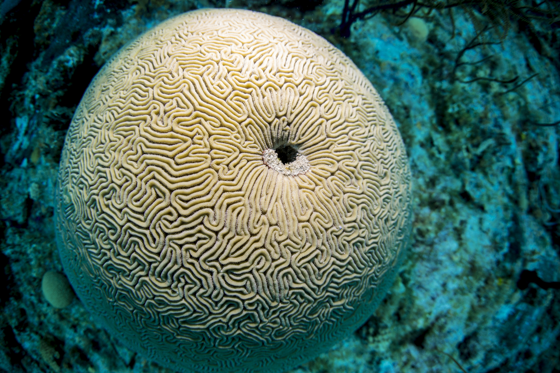 Bahamas with Fin Forward