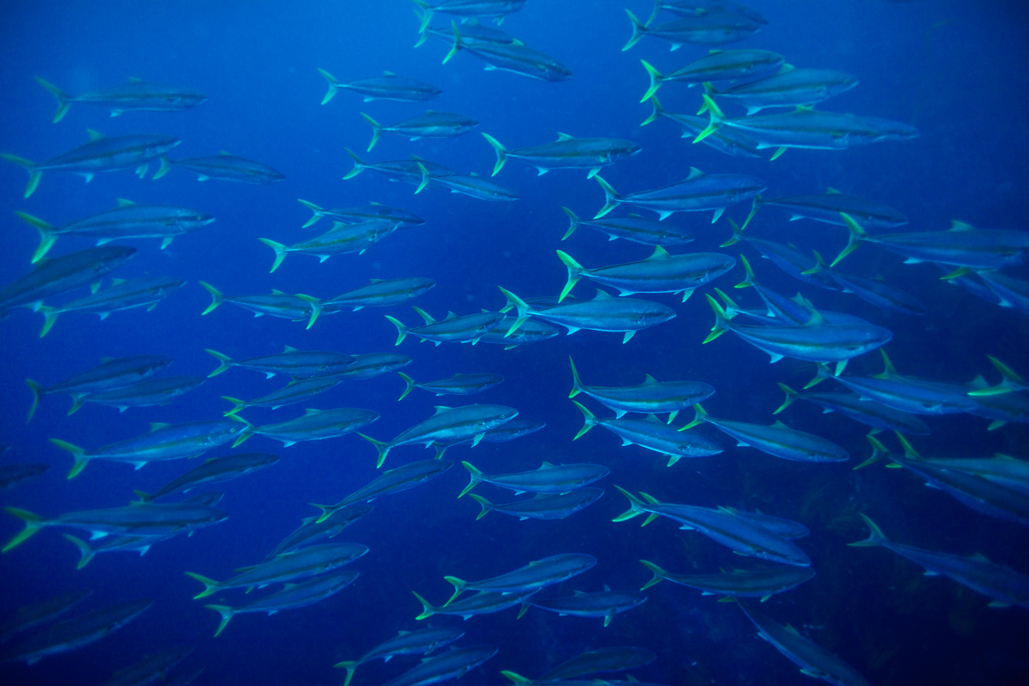 School of Yellowtail