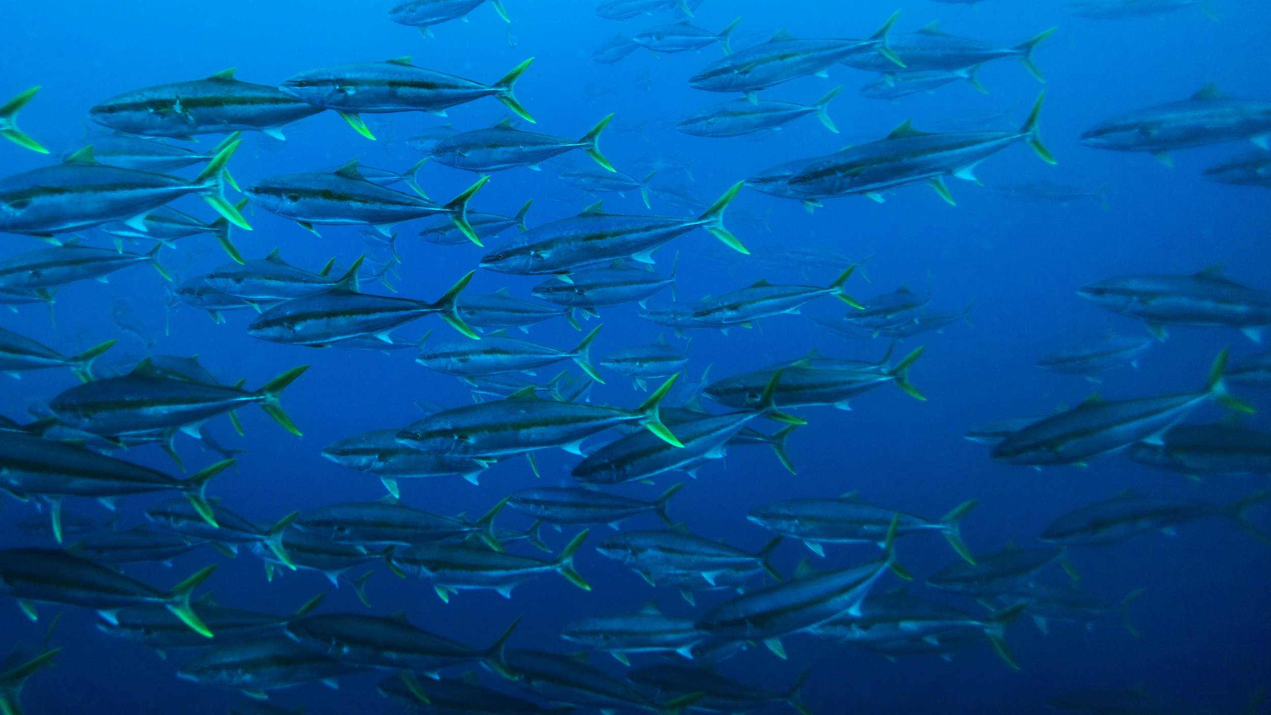 Yellowtail