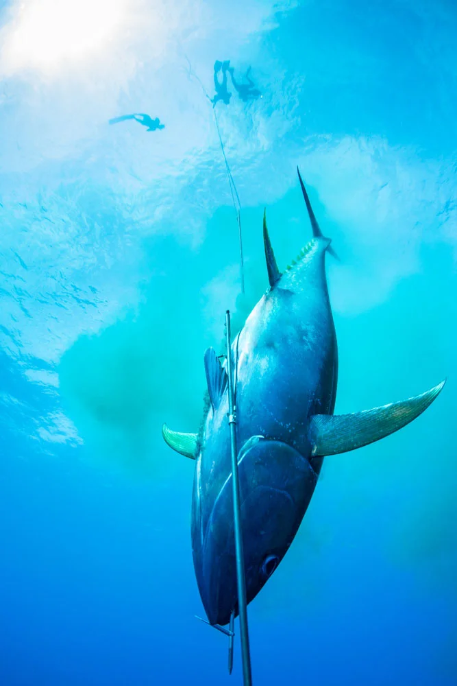 underwater_0032.jpg