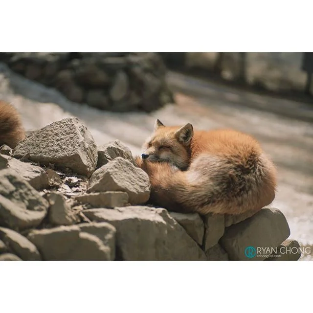 Zao Fox Village. Located about 3 hours north of Tokyo by Shinkansen, the Zao Kitsune Mura is a sanctuary in the mountains that was created for a bunch of foxes that were saved from the fur trade. They generally live a longer life than their counterpa