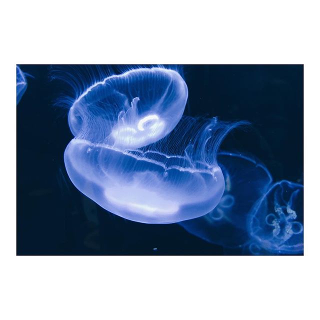 Hypnotic Moon jellyfish