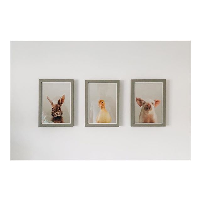 These little guys have found a new home 🐇🦆🐖 @strawberryvalleystudio