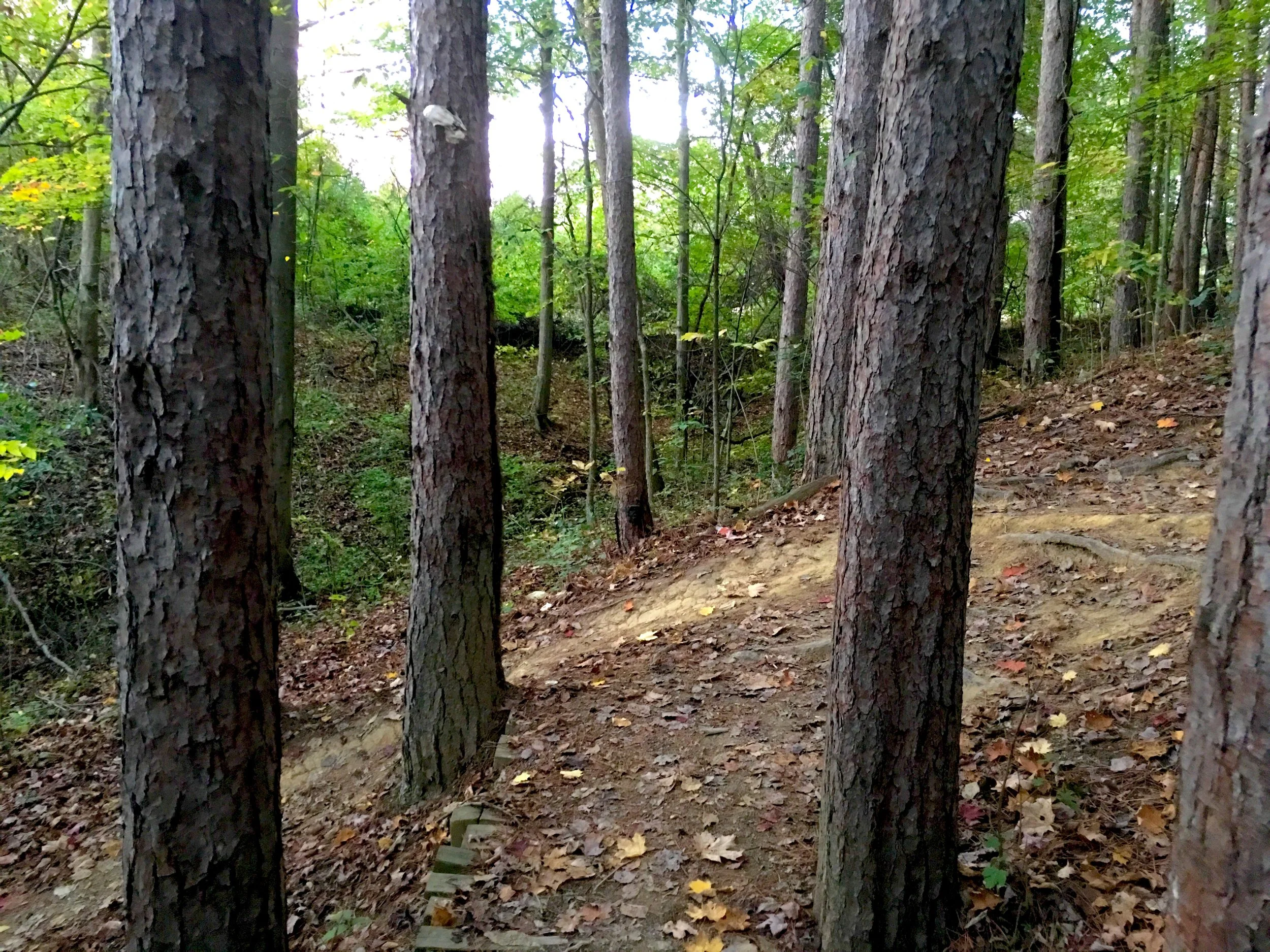 The trail has a personality that changes from season to season. Leaves are a part of that.