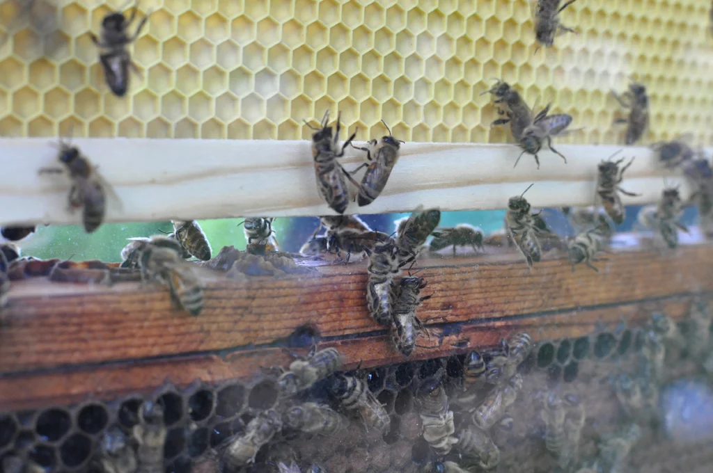 Detail of bees, Observation Station (2010)