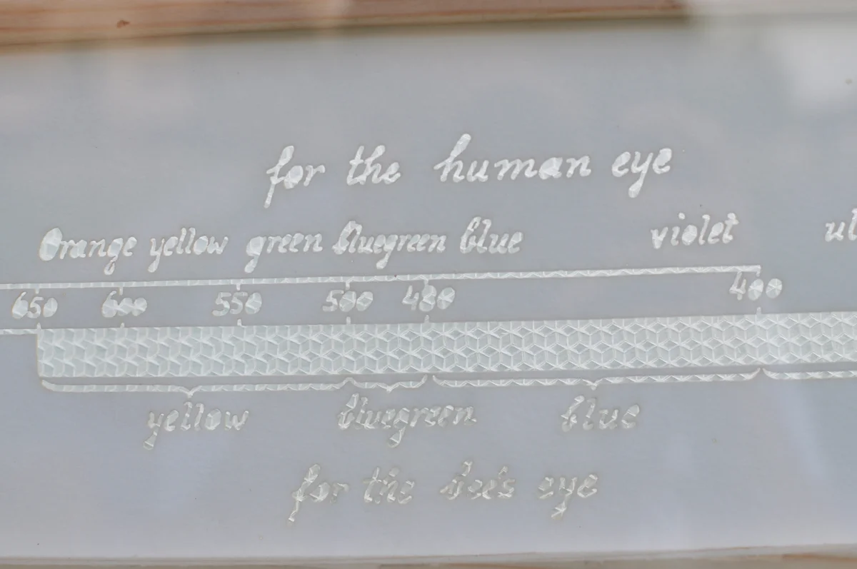 Detail frame, Diagram of human and honey bee vision