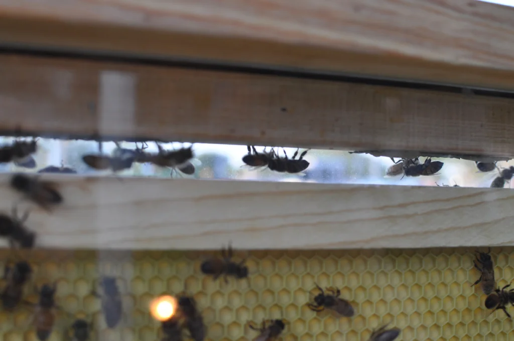 Detail of bees, Observation Station