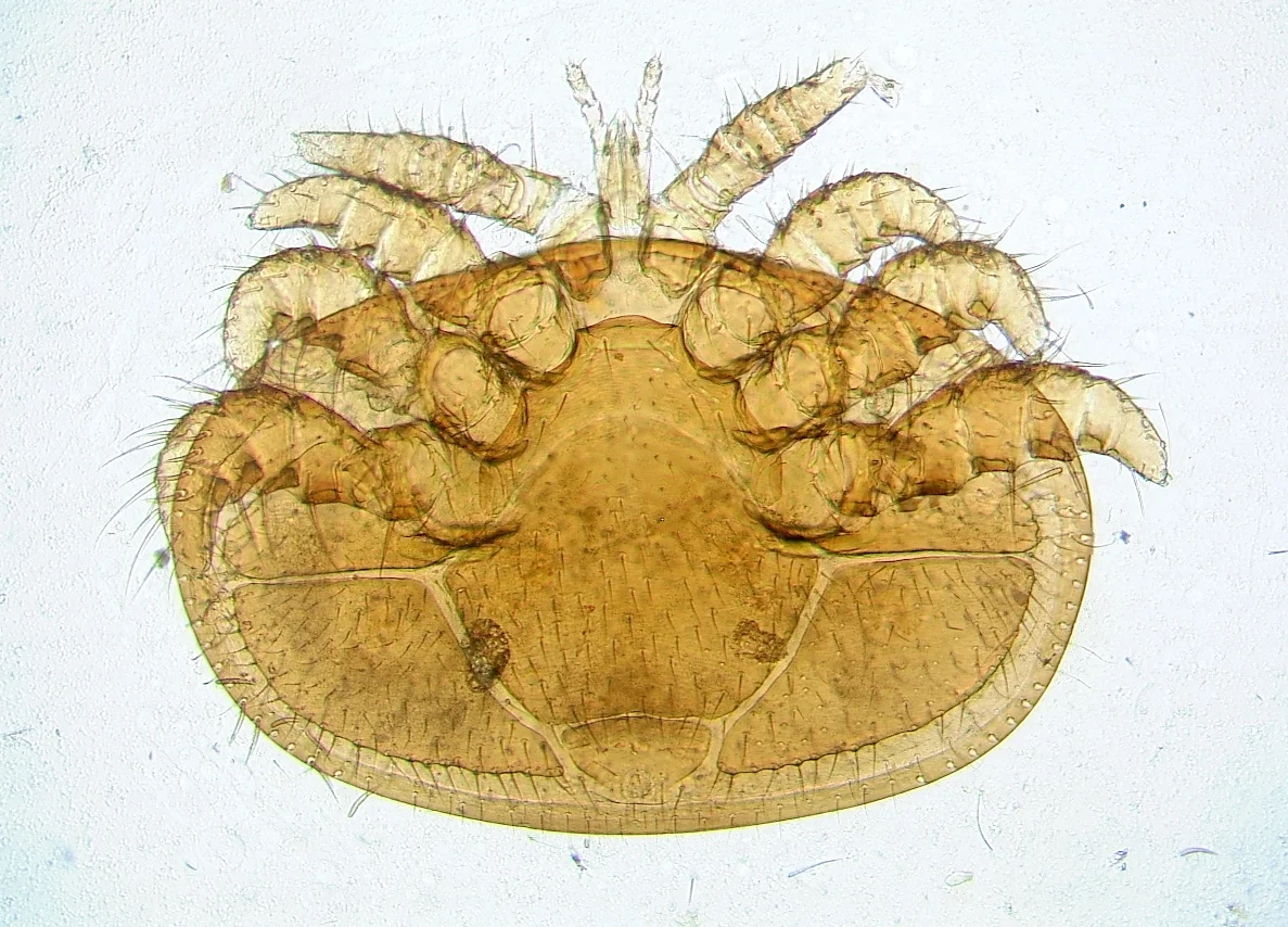 Varroa destructor, mite
