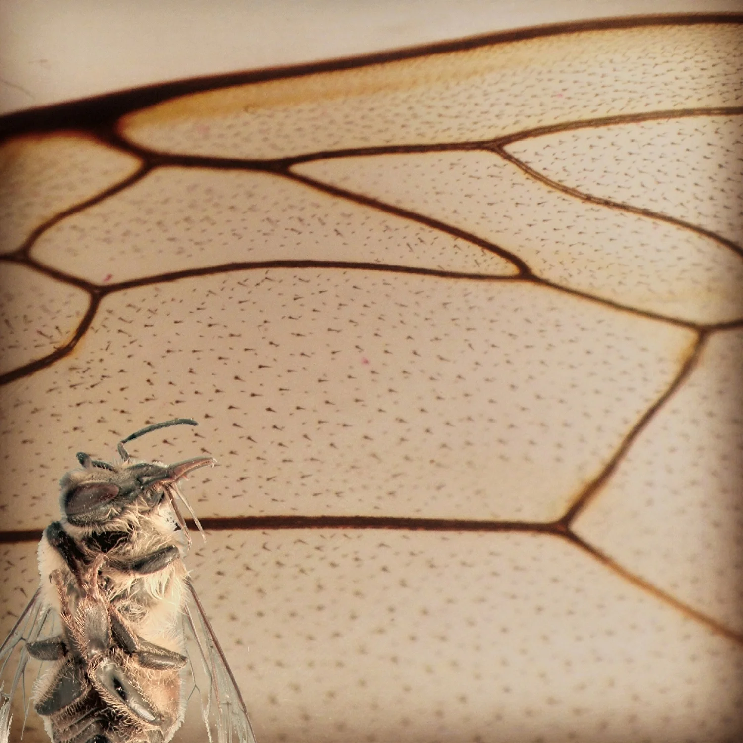 Honeybee wing venations and worker bee