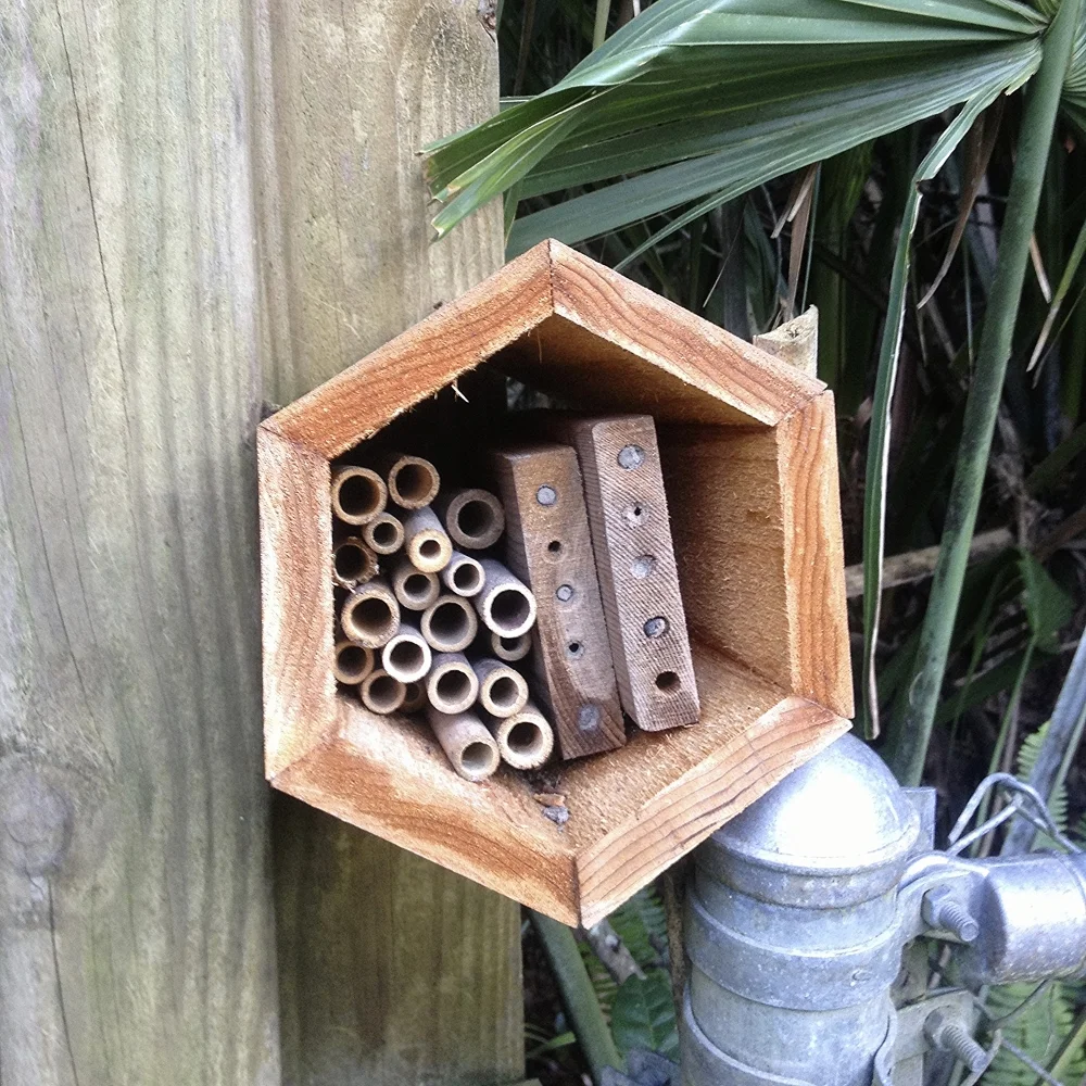 Native bee nesting site
