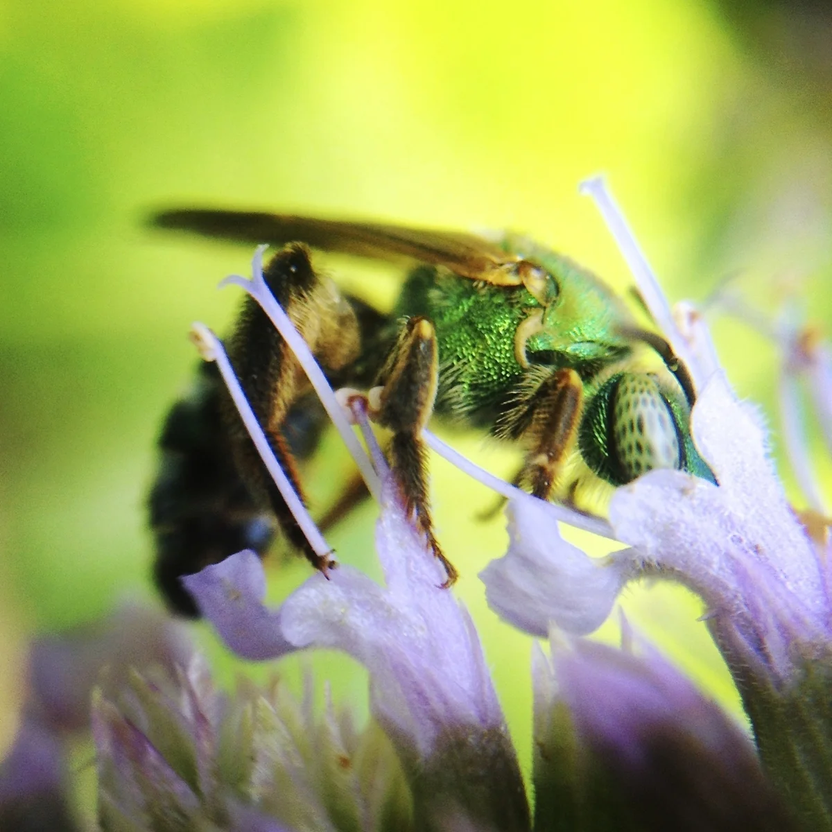 Native sweat bee, Agapostemon splendens, male