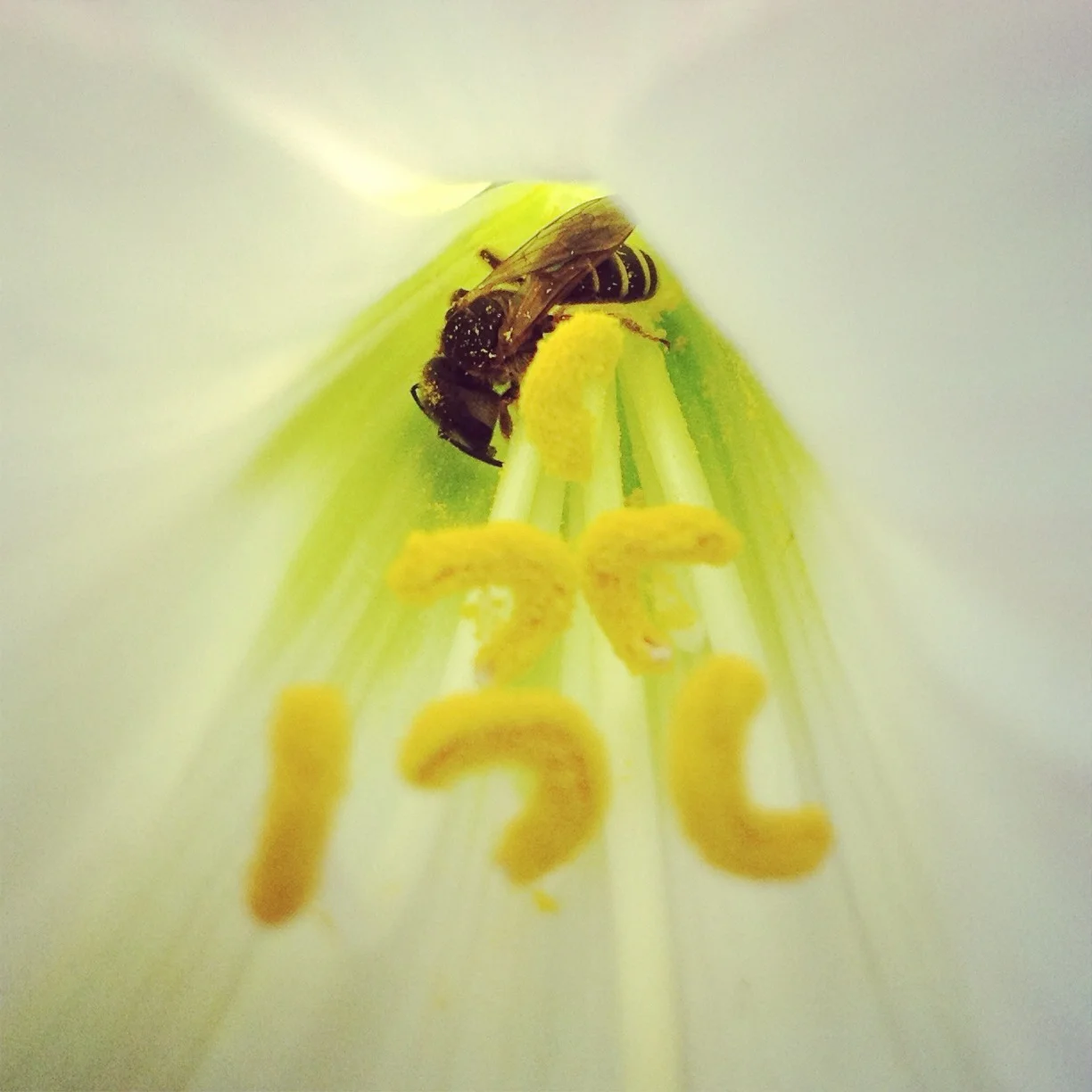 Halictus poyei, native sweat bee