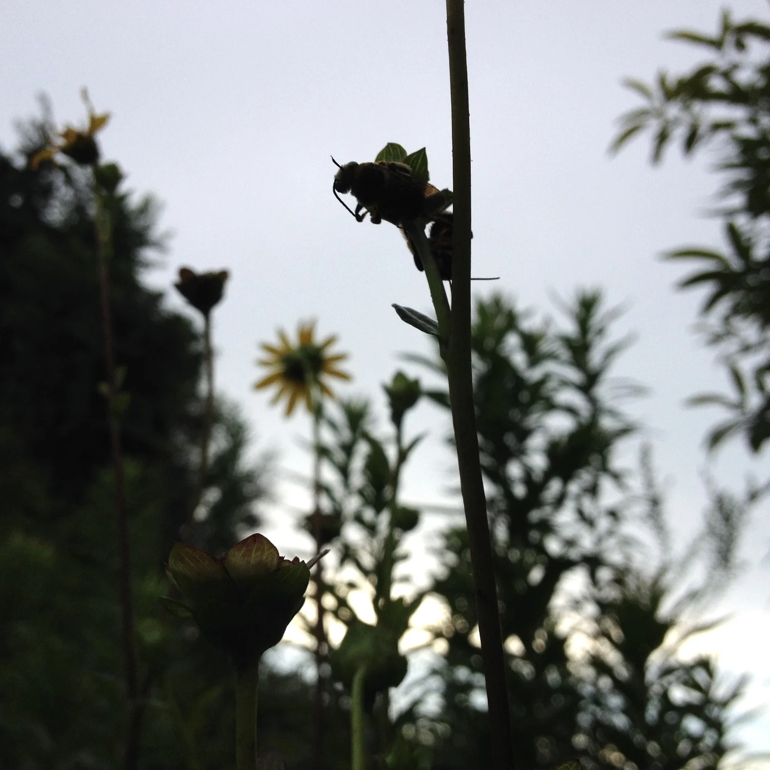 Native long-horned bee, Melissodes, male