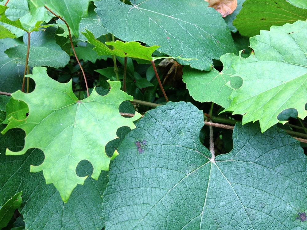 Evidence of Leaf-cutter bees in my garden