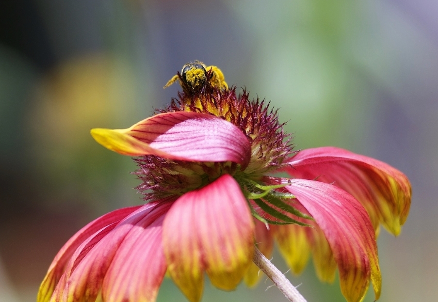 Native sweat bee, Halictus poeyi, 2013