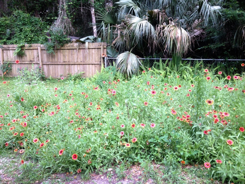 Wildflower garden, planted in backyard