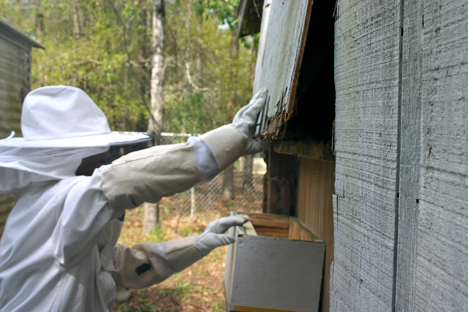 We cut into the wall and now&nbsp;I'm getting ready to lift the board covering the bees.&nbsp; 