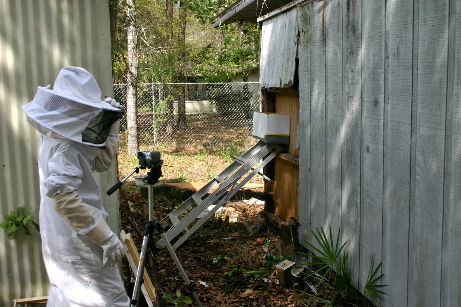  We set up a ladder with a hive box directly under the nest.&nbsp; 