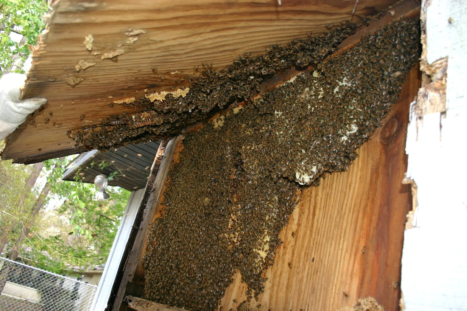  As we remove&nbsp;the exterior wall, the hive is completely visible. 