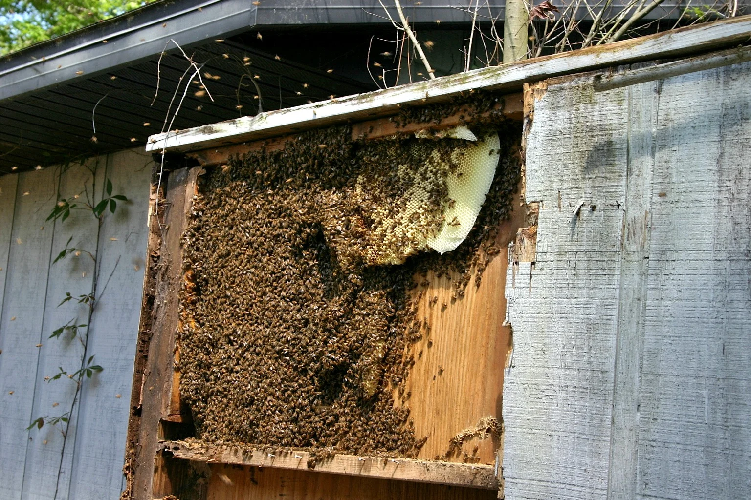  Freshly built honeycomb and a lot of bees! 