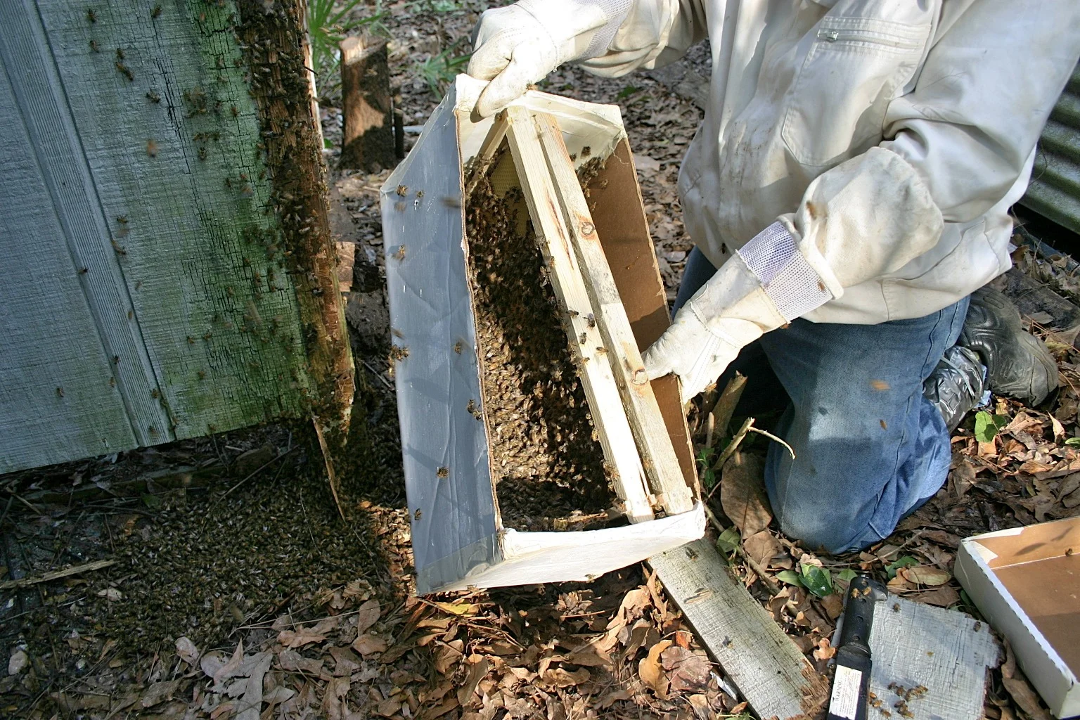  We continue to collect bees for hours, while&nbsp;transferring them into makeshift&nbsp;hives.&nbsp;&nbsp; 