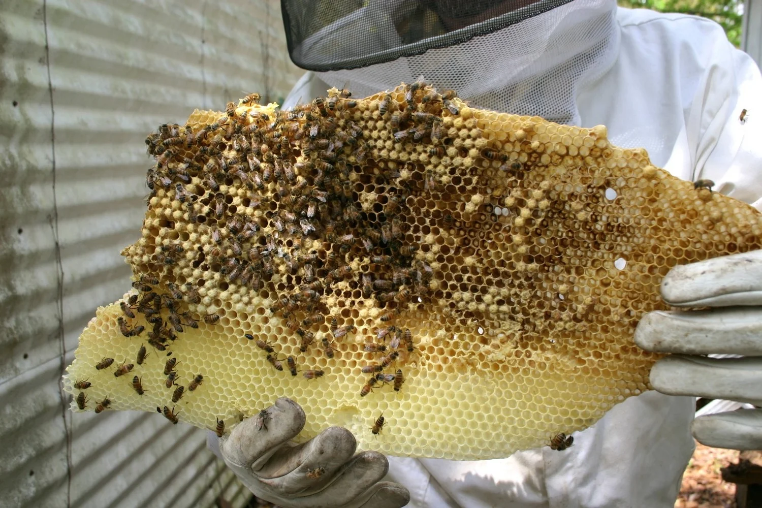 First piece of honeycomb removed from hive.