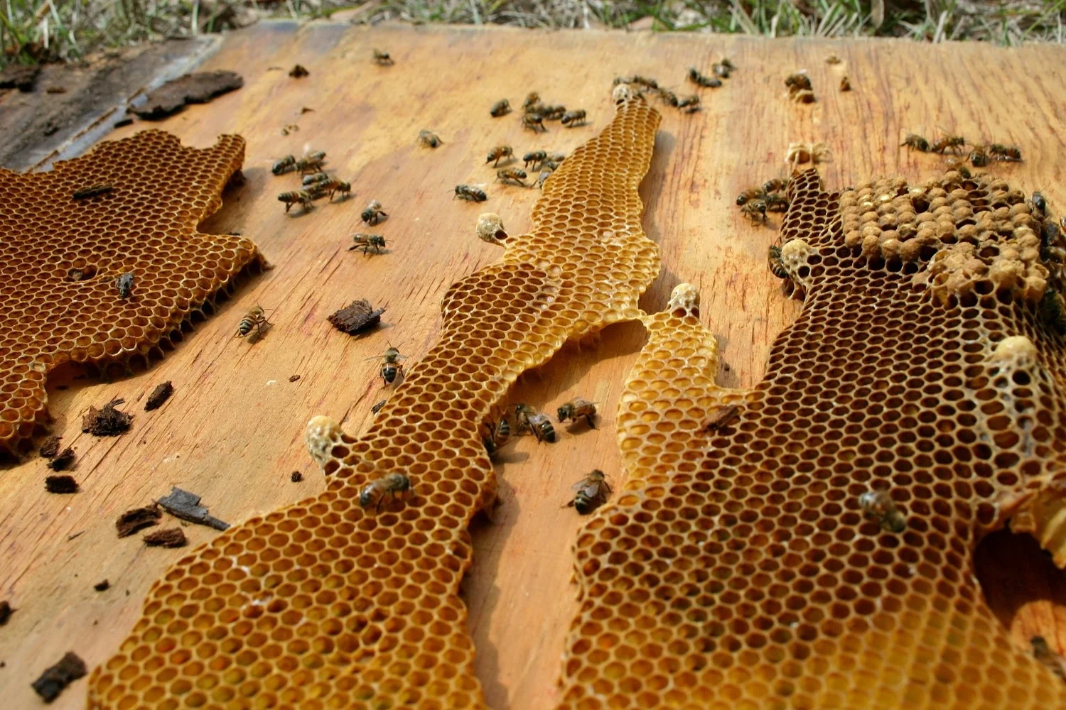  The bees had built honeycomb onto the exterior wall that we&nbsp;removed. If you look in the upper right corner,&nbsp;you can see more drone brood (male baby bees). Also, scan the honeycomb and look for&nbsp;larger cells,&nbsp;facing&nbsp;a differen