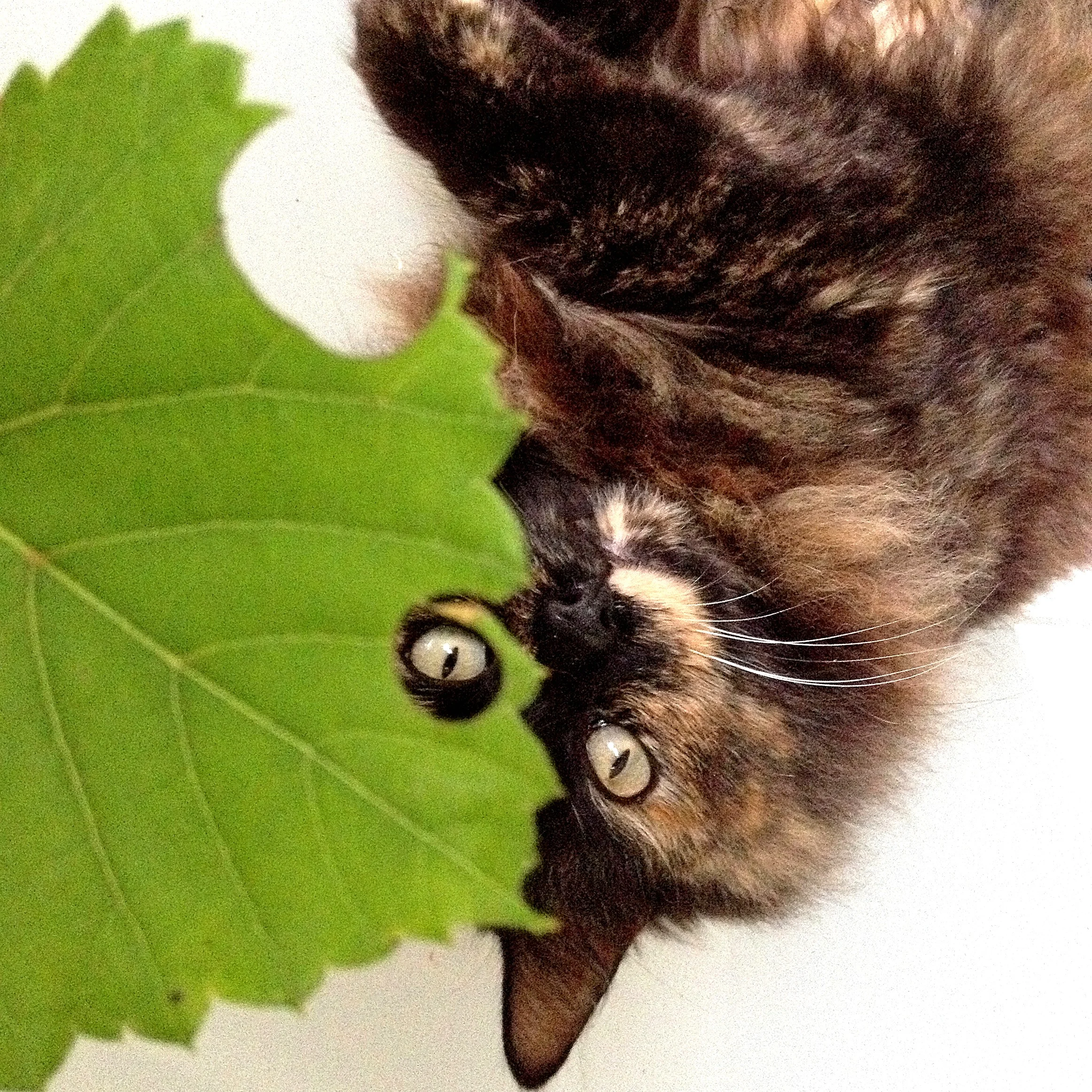 "Scruffie" Memphis Minnie models latest Leaf-cutter bee design