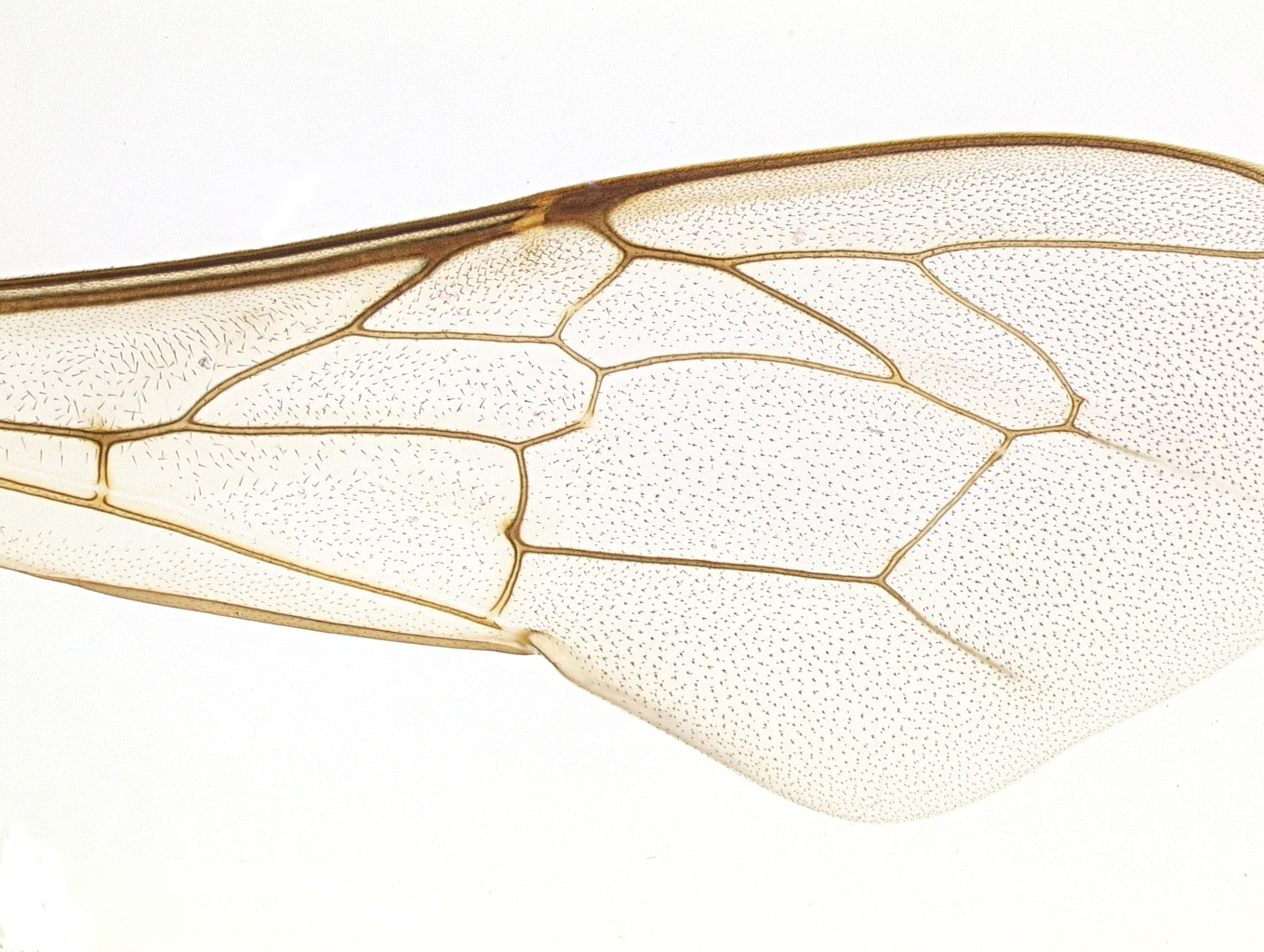 Forewing of Honeybee, wing venation patterns