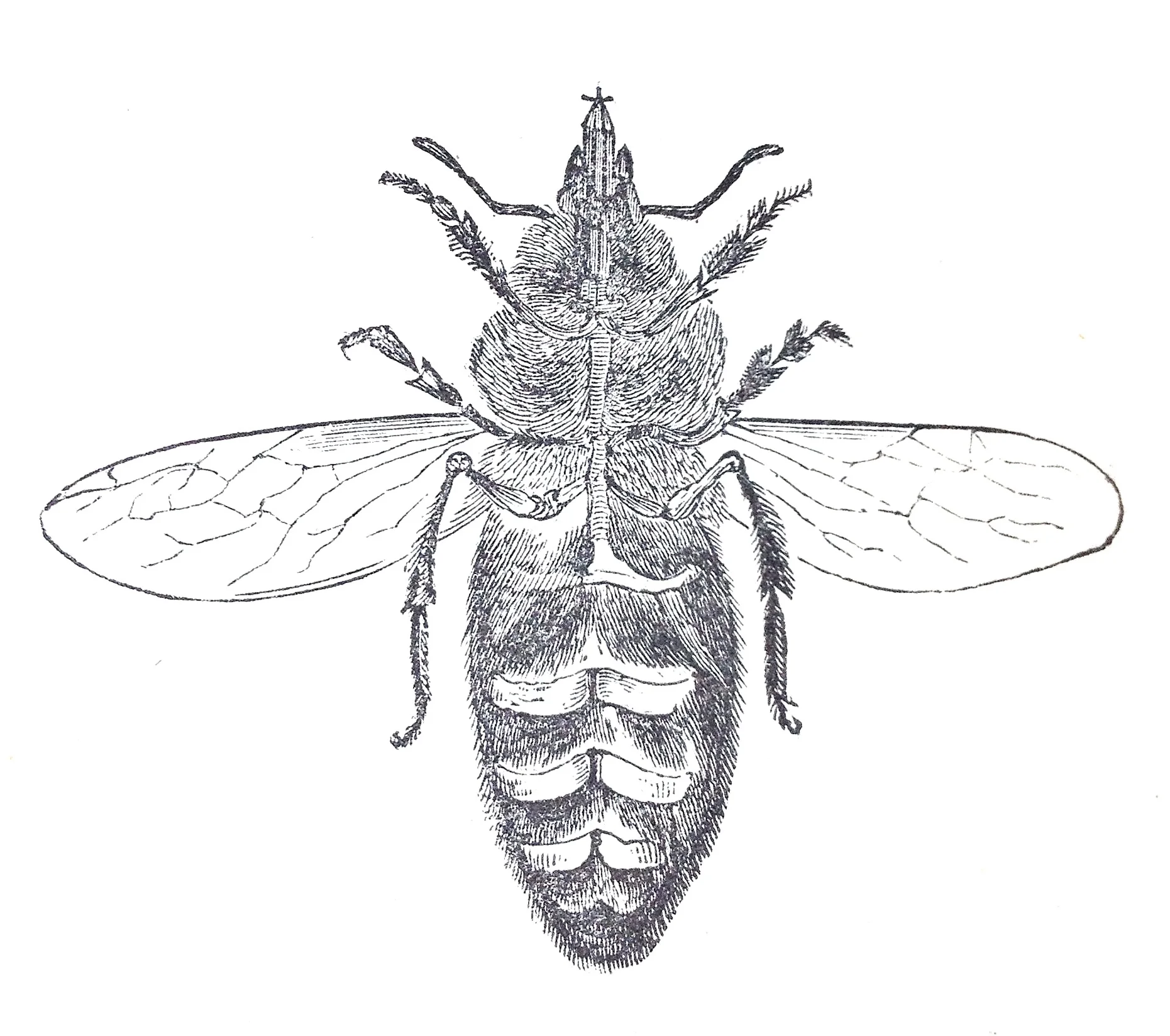 Honey Bee excreting wax