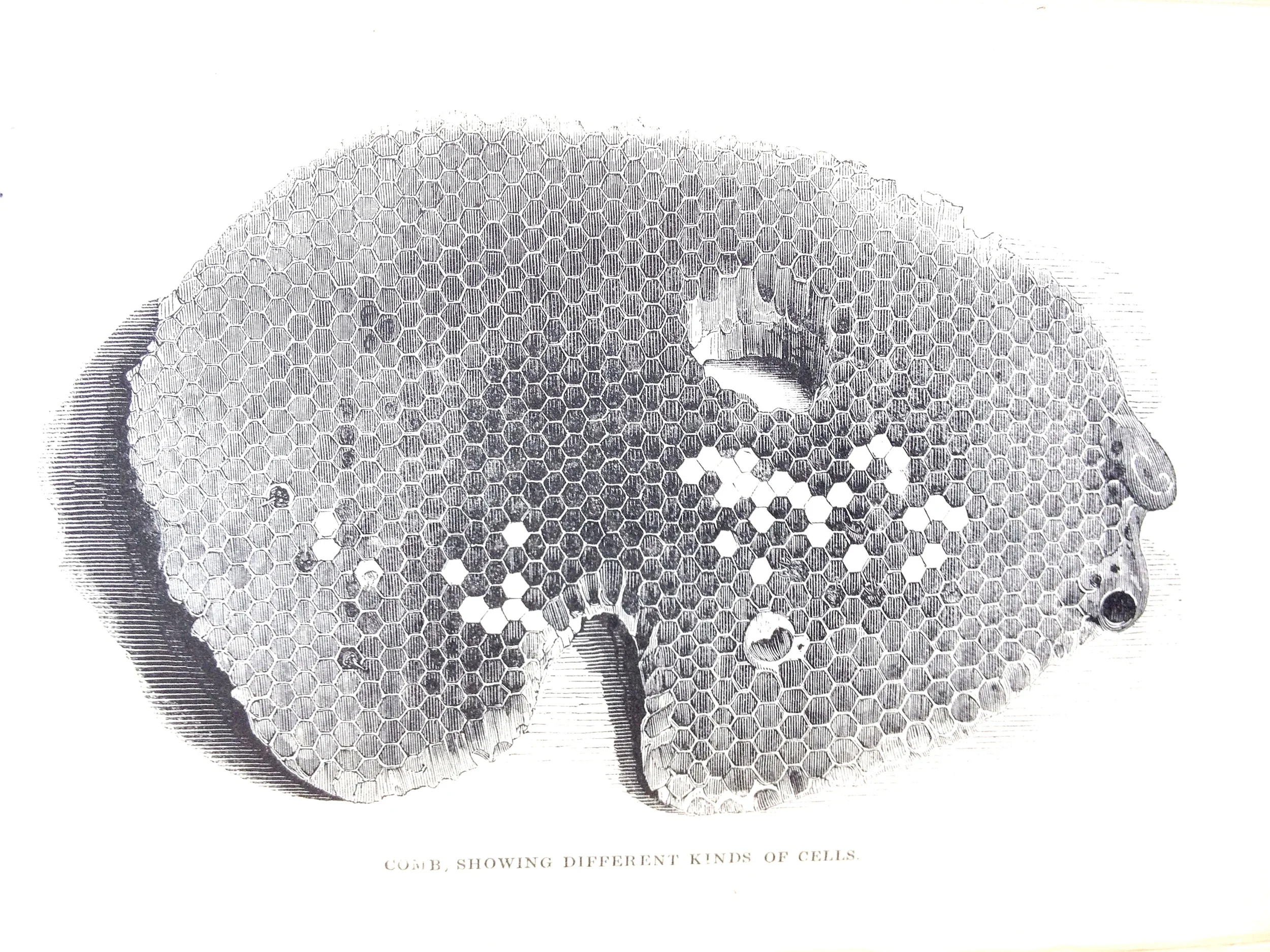 Illustration, Honeycomb
