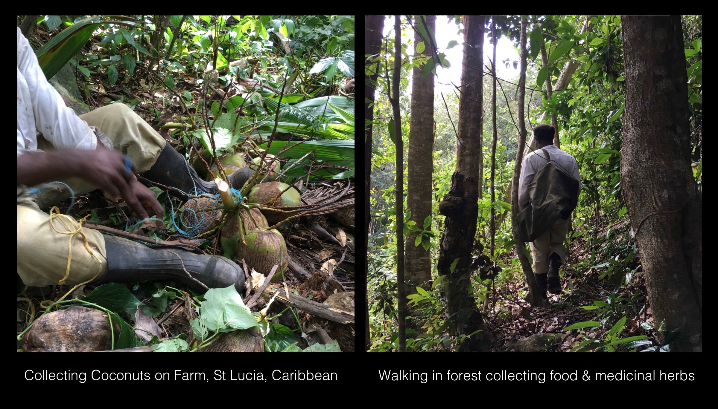 01_Rogers_St_Lucia_Farm.jpg