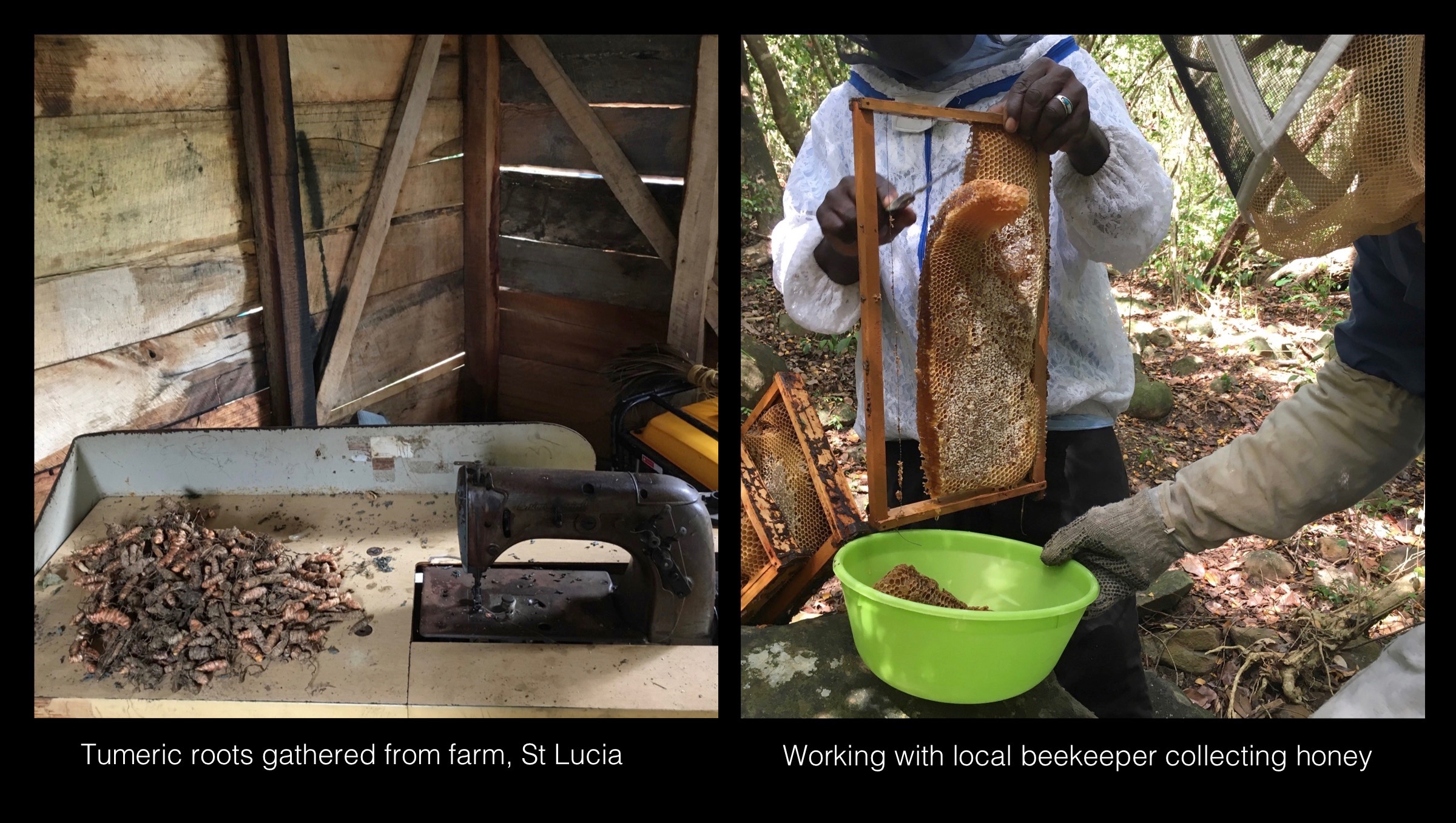 03_Rogers_St_Lucia_Farm.jpg