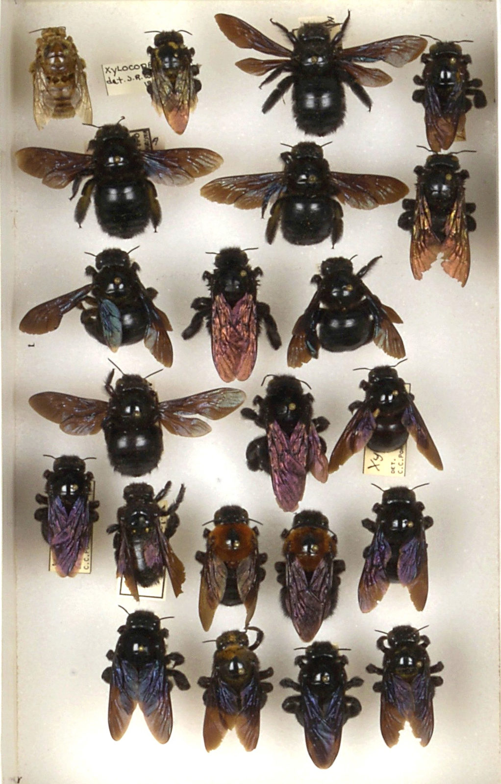 Bee Collection, Detail, Xylocopa, Carpenter Bees
