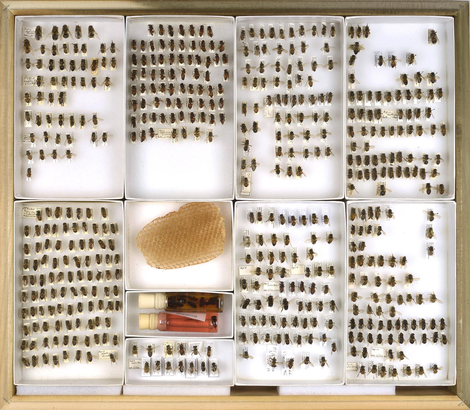 Bee Collection, Apis mellifera scutellata, African Bees