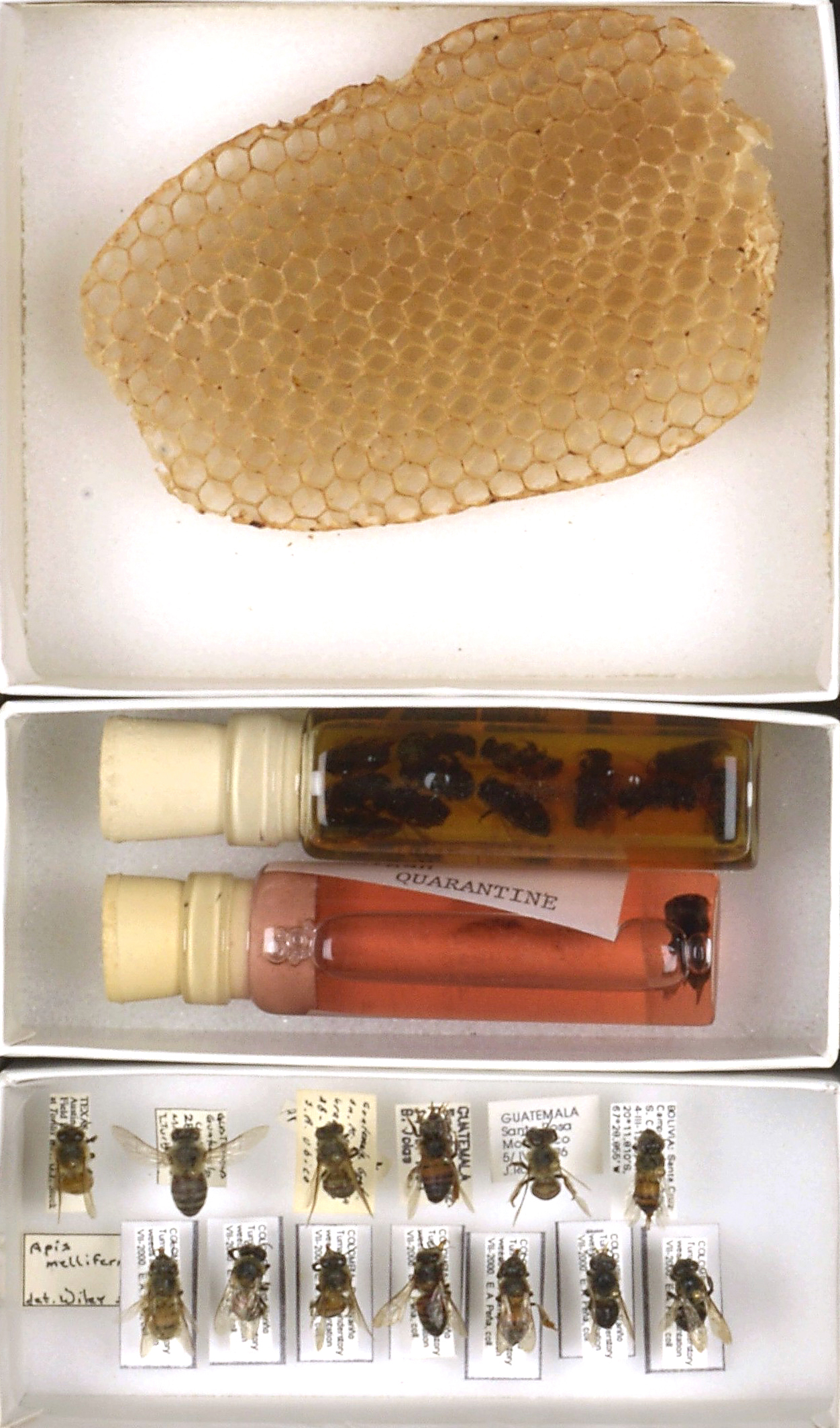 Bee Collection, Detail, Apis mellifera scutellata, African Bees