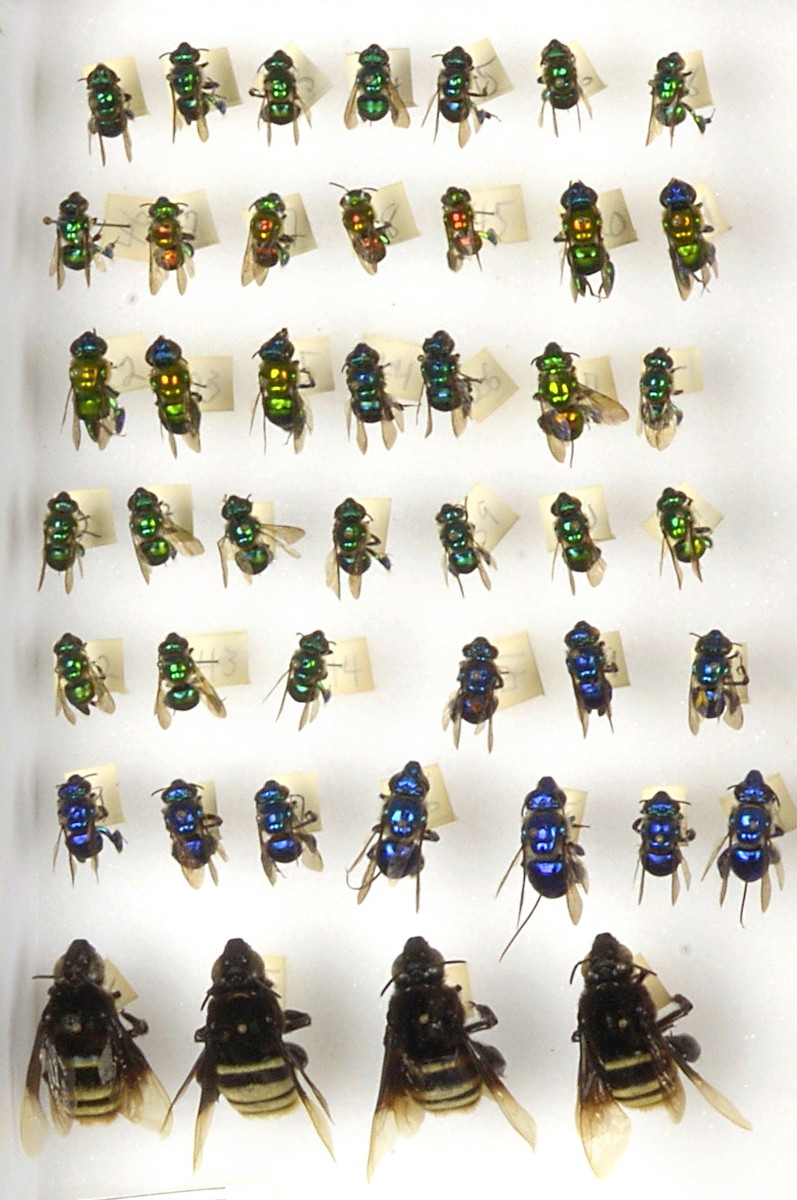 Bee Collection, Detail, Euglossine, Orchid Bees, Headless Bees of Ecuador Drawer