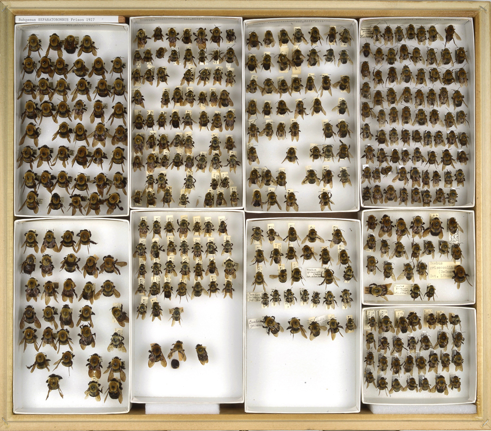 Bee Collection, Bombus, Bumble Bees