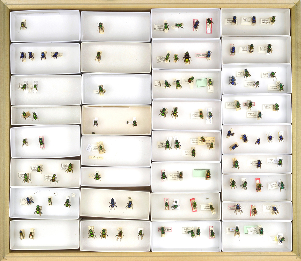 Bee Collection, Illustration Vouchers