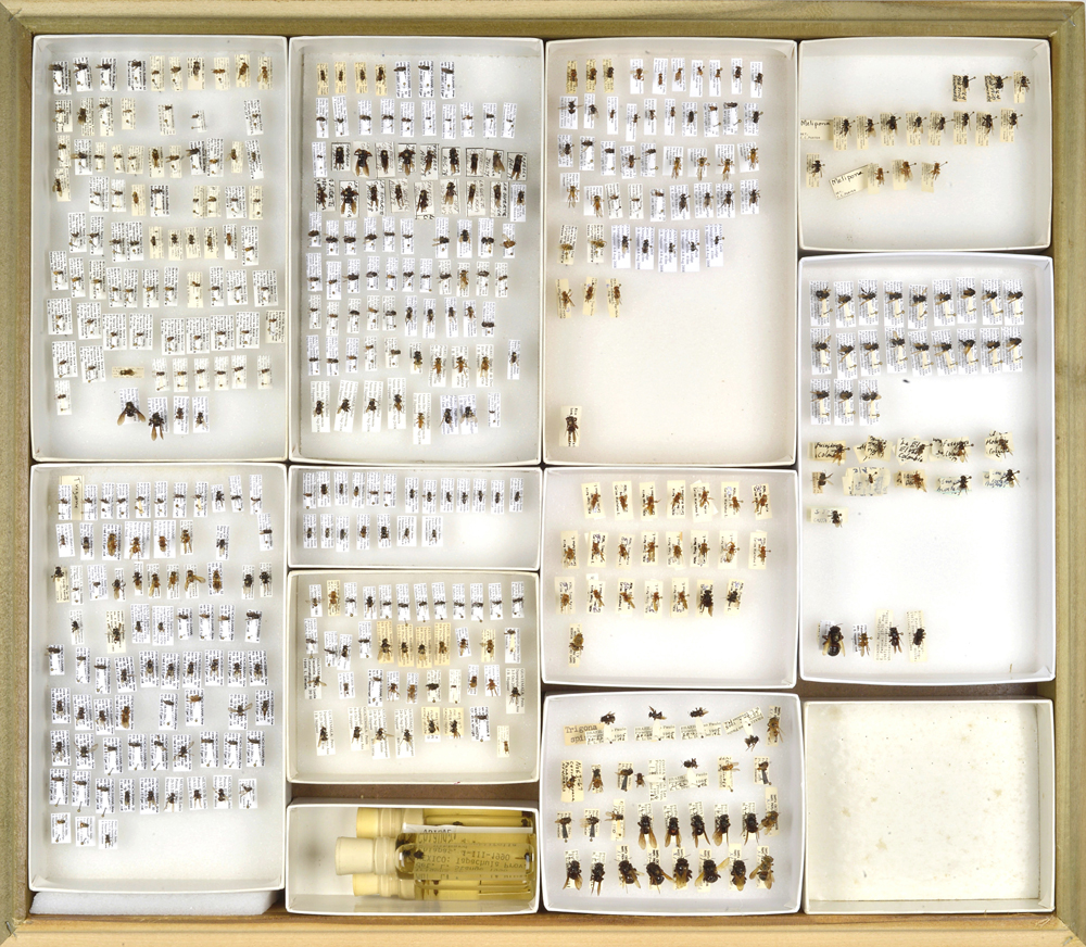 Bee Collection, Pollinaria from orchid flowers