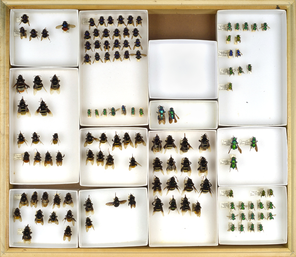 Bee Collection, Variety
