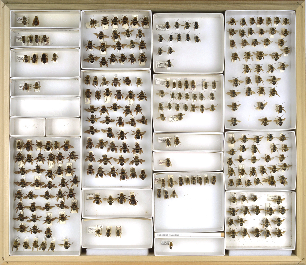 Bee Collection, Svastra, long-horned bees