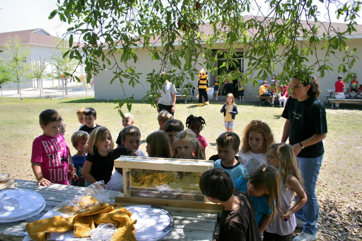 IMG_0091 A Giant Bee.JPG