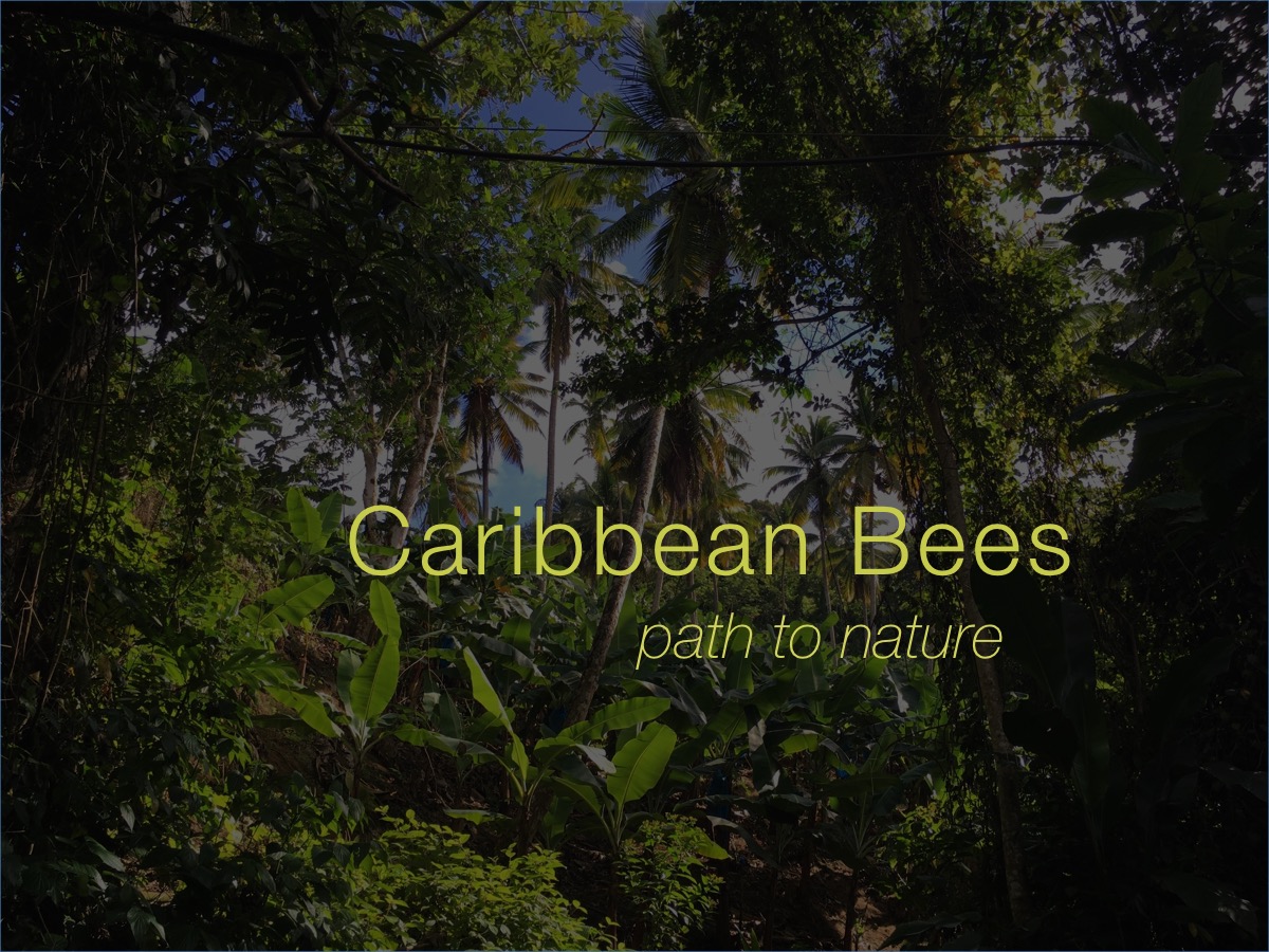 006Michelle Mildreds Lane 2017 caribbean bees.jpg